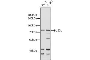 Western blot analysis of extracts of various cell lines, using PUS7L antibody (ABIN7269740) at 1:1000 dilution. (PUS7L antibody  (AA 1-300))