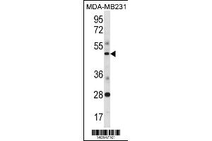 SPIB Antibody (C-term) (ABIN1881823 and ABIN2838428) western blot analysis in MDA-M cell line lysates (35 μg/lane).