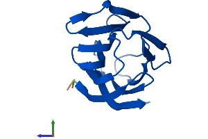 AlphaFold protein structure predicition of Human Recombinant LGALS2 Protein, UniprotID P05162 (Galectin 2 Protein (AA 1-132) (His tag))