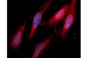 Immunofluorescence (IF) image for anti-Annexin A10 (ANXA10) (AA 1-324) antibody (APC) (ABIN5564819)