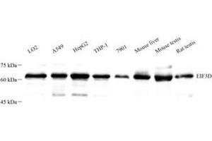 Western blot analysis of EIF3D (ABIN7073884) at dilution of 1: 500 (EIF3D antibody)