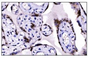 IHC analysis of KMT1B/SUV39H2 using anti-KMT1B/SUV39H2 antibody (ABIN7602135). (SUV39H2 antibody  (AA 6-410))