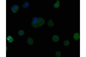Immunofluorescence staining of MCF-7 cells with ABIN7164243 at 1:50, counter-stained with DAPI. (PSG9 antibody  (AA 241-426))