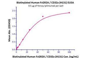 Immobilized Yervoy Ipilimumab at 5 μg/mL (100 µl/well),can bind Biotinylated Human FcGR2A / CD32a (H131) (Cat# CDA-H82E6) with a linear range of 0. (FCGR2A Protein (AA 36-218) (His tag,AVI tag,Biotin))