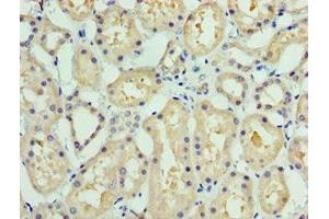 Immunohistochemistry of paraffin-embedded human kidney tissue using ABIN7148289 at dilution of 1:100 (COLEC11 antibody  (AA 26-271))