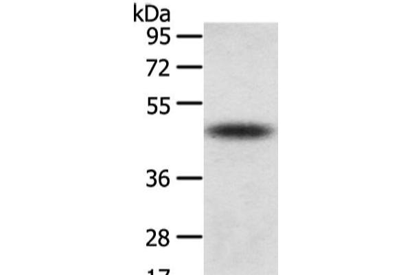 TTC23 antibody