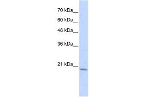 Western Blotting (WB) image for anti-Prefoldin Subunit 6 (PFDN6) antibody (ABIN2459526) (PFDN6 antibody)