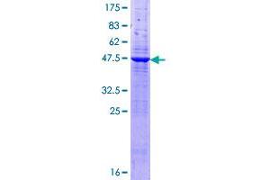 Image no. 1 for Lymphocyte Antigen 9 (CD229) (AA 1-193) protein (GST tag) (ABIN1309913)