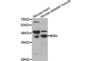 Western blot analysis of extracts of mouse heart and moues skeletal muscle cell lines, using BGN antibody. (Biglycan antibody)