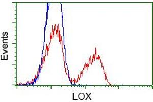 HEK293T cells transfected with either pCMV6-ENTRY LOX (RC213323) (Red) or empty vector control plasmid (Blue) were immunostained with anti-LOX mouse monoclonal (ABIN2453264), and then analyzed by flow cytometry.