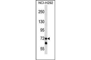 Western blot analysis of LOXL3 Antibody (C-term) in NCI-H292 cell line lysates (35ug/lane). (LOXL3 antibody  (C-Term))