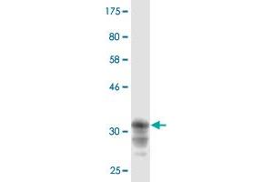 Western Blot detection against Immunogen (36. (CRTAP antibody  (AA 307-401))