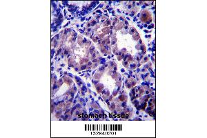 APOOL Antibody immunohistochemistry analysis in formalin fixed and paraffin embedded human stomach tissue followed by peroxidase conjugation of the secondary antibody and DAB staining. (APOOL antibody  (C-Term))