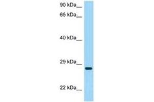 Image no. 1 for anti-Tetraspanin 26 (TSPAN26) (AA 91-140) antibody (ABIN6748407) (CD37 antibody  (AA 91-140))