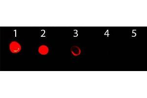 Dot Blot of Goat anti-Mouse IgG3 Antibody ATTO 488 Conjugated.