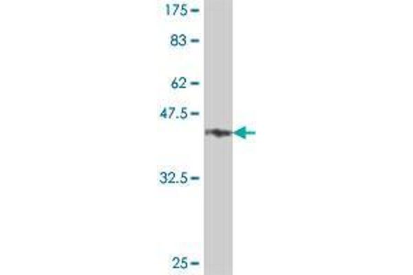 Inversin antibody  (AA 1-91)