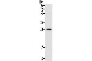 Gel: 12 % SDS-PAGE, Lysate: 40 μg, Lane: Mouse liver tissue, Primary antibody: ABIN7129446(FAM89B Antibody) at dilution 1/400, Secondary antibody: Goat anti rabbit IgG at 1/8000 dilution, Exposure time: 10 seconds (FAM89B antibody)