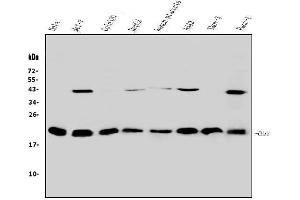 Western blot analysis of HP1 gamma using anti-HP1 gamma antibody (ABIN5693033). (CBX3 antibody  (AA 2-183))