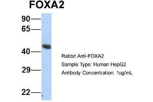 Host:  Rabbit  Target Name:  FOXA2  Sample Type:  Human HepG2  Antibody Dilution:  1. (FOXA2 antibody  (Middle Region))