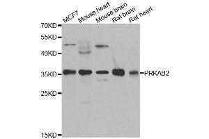 Western blot analysis of extracts of various cell lines, using PRKAB2 antibody. (PRKAB2 antibody  (AA 1-272))