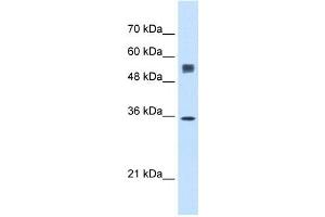 SSR1 antibody used at 0. (SSR1 antibody)