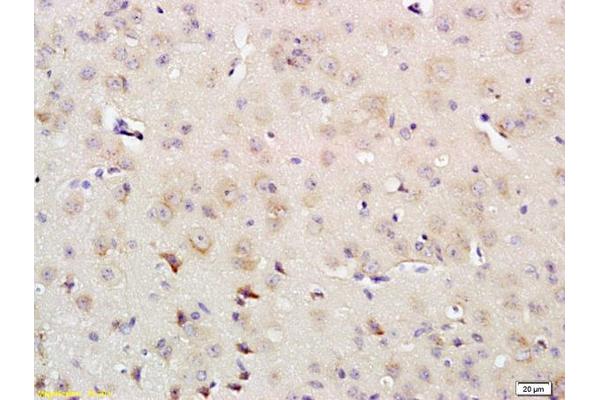 IRS4 antibody  (AA 401-500)