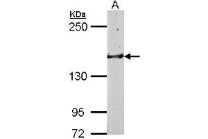 Western Blotting (WB) image for anti-Golgi Glycoprotein 1 (GLG1) (C-Term) antibody (ABIN1491926) (GLG1 antibody  (C-Term))