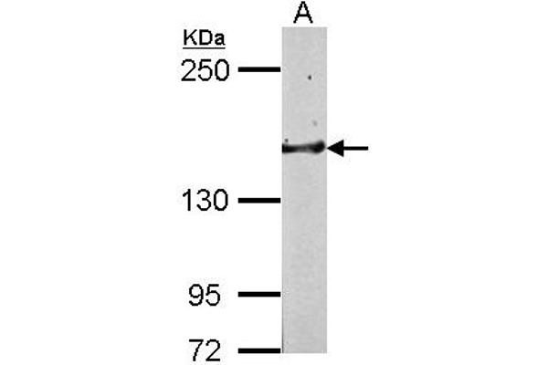 GLG1 anticorps  (C-Term)