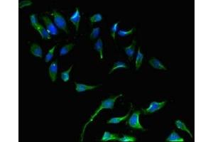 Immunofluorescence (IF) image for anti-SHC (Src Homology 2 Domain Containing) Transforming Protein 1 (SHC1) (AA 207-370) antibody (ABIN7169511)