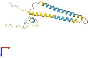 AlphaFold protein structure predicition of Human Recombinant SREK1IP1 Protein, UniprotID Q8N9Q2 (SFRS12IP1 Protein (AA 1-155) (His tag))