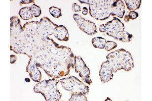 Anti-Aquaporin 6 antibody, IHC(P) IHC(P): Human Placenta Tissue