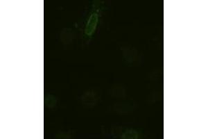 Immunofluorescence (IF) image for anti-Interleukin 6 (IL6) (AA 29-212) antibody (ABIN1491342) (IL-6 antibody  (AA 29-212))