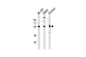 PTGER4 Antibody (Center) (ABIN1881704 and ABIN2843394) western blot analysis in HL-60,K562 cell line and mouse brain lysates (35 μg/lane). (PTGER4 antibody  (AA 242-269))
