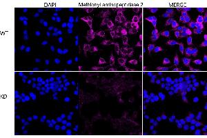 anti-Methionyl Aminopeptidase 2 (METAP2) antibody