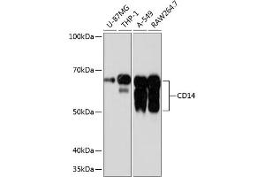 Western blot analysis of extracts of various cell lines, using CD14 antibody (ABIN7266167) at 1:1000 dilution.