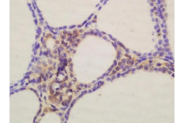 GFRA4 antibody  (AA 51-150)