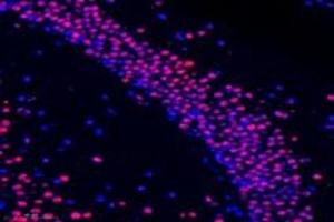 Immunofluorescent analysis of paraformaldehyde-fixed mouse substantia nigra using RanBP16 (ABIN7073901) at dilution of 1: 600 (Exportin 7 antibody)