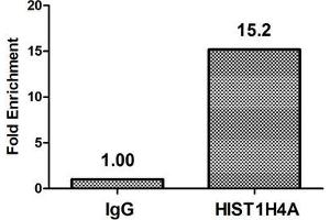 Chromatin Immunoprecipitation Hela (4*10 6 ) were treated with Micrococcal Nuclease, sonicated, and immunoprecipitated with 8 μg anti-HIST1H4A (ABIN7139199) or a control normal rabbit IgG. (HIST1H4A antibody  (acLys8))