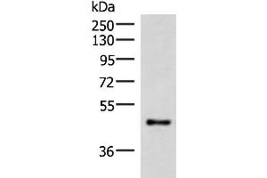 IRX2 antibody