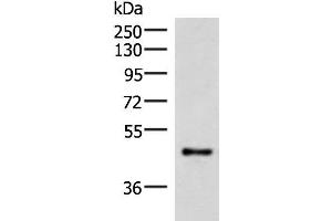 Western blot analysis of Mouse lung tissue lysate using IRX2 Polyclonal Antibody at dilution of 1:300 (IRX2 antibody)