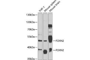 Western blot analysis of extracts of various cell lines, using FOXN2 antibody (ABIN6132006, ABIN6140751, ABIN6140752 and ABIN6223004) at 1:1000 dilution. (FOXN2 antibody  (AA 172-431))