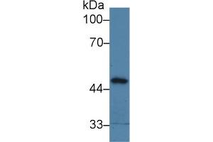 PPM1A Antikörper  (AA 2-382)
