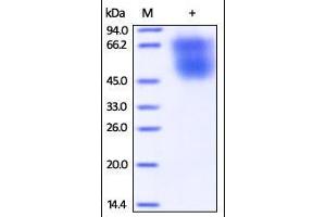 Cynomolgus B7-2, His Tag (HPLC-verified) on SDS-PAGE under reducing (R) condition. (CD86 Protein (CD86) (AA 19-240) (His tag))