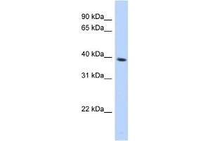 WB Suggested Anti-SPON2 Antibody Titration: 0. (SPON2 antibody  (N-Term))