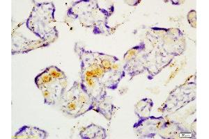 Formalin-fixed and paraffin embedded human placenta tissue with Anti-Fibulin 5 Polyclonal Antibody , Unconjugated at 1:200, followed by conjugation to the secondary antibody and DAB staining (Fibulin 5 antibody  (AA 101-200))