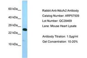 Image no. 1 for anti-NADH Dehydrogenase (Ubiquinone) Flavoprotein 2, 24kDa (NDUFV2) (AA 32-81) antibody (ABIN6749939)