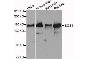 Western blot analysis of extracts of various cell lines, using SOS1 antibody. (SOS1 antibody  (AA 1034-1333))