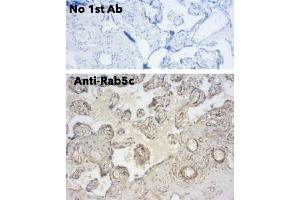Immunohistochemistry (IHC) image for anti-RAB5C, Member RAS Oncogene Family (Rab5c) (C-Term) antibody (ABIN6254194) (Rab5c antibody  (C-Term))