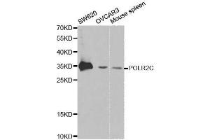 Western blot analysis of extracts of various cell lines, using POLR2C antibody.