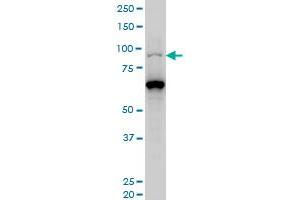 PCAF monoclonal antibody (M03), clone 5E10 Western Blot analysis of PCAF expression in Hela S3 NE .